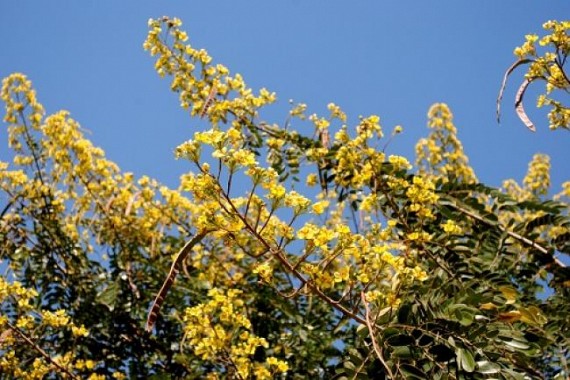 Tripura Nov 3rd week