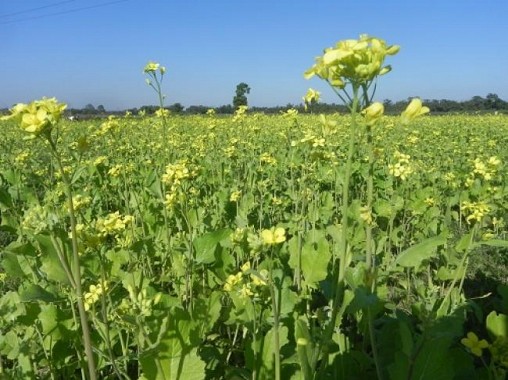 Tripura Nov 3rd week