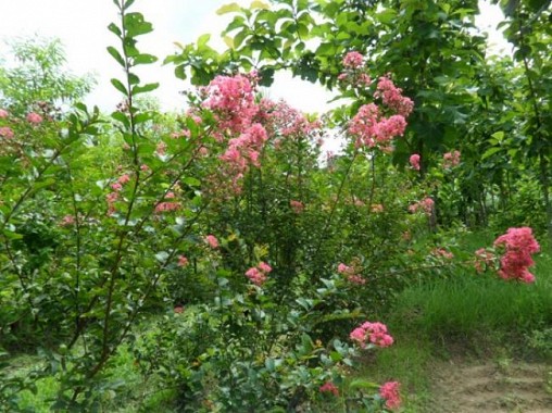 Tripura Nov 3rd week