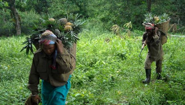 Tripura Agriculture