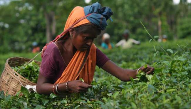 Tripura Agriculture