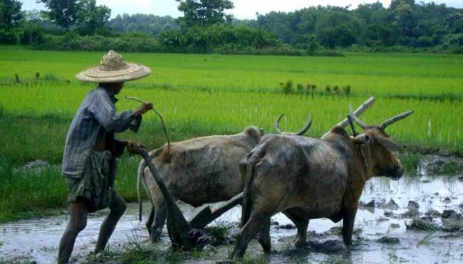 Tripura Agriculture