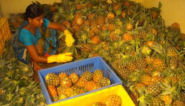 Tripura Agriculture