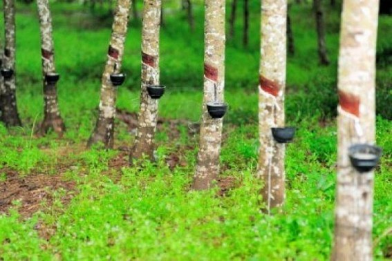Tripura to lose its glory as 2nd largest rubber producing State soon