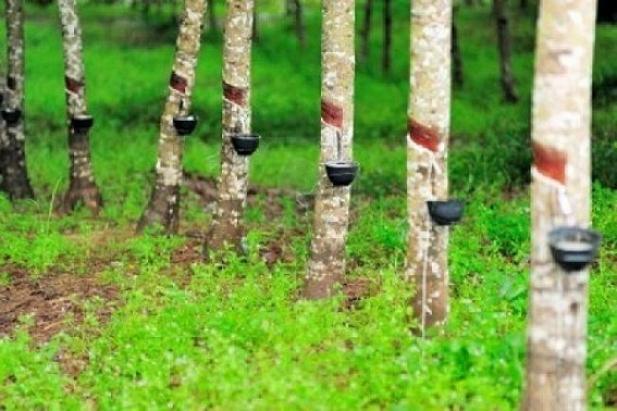 Rubber experts urge govt to set up 'plantation university'