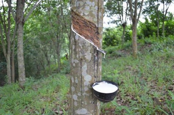 Rubber plantations degrading environment