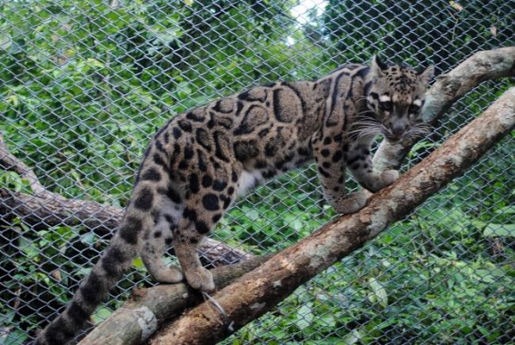 Clouded leopards to get safe haven