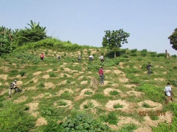 Massive Ganja Plantations worth Rs 31 crores destroyed by SDM,BSF joint team