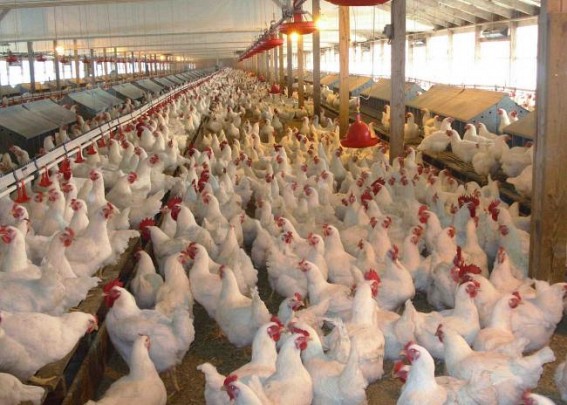 IMA voices for enforcing food safety regulation