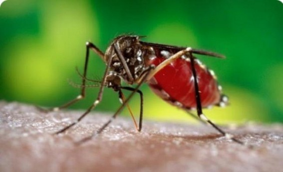 Senior expert of Natl Vector Borne Disease Control Program arrives to take stock of Japanese Encephalitis outbreak  