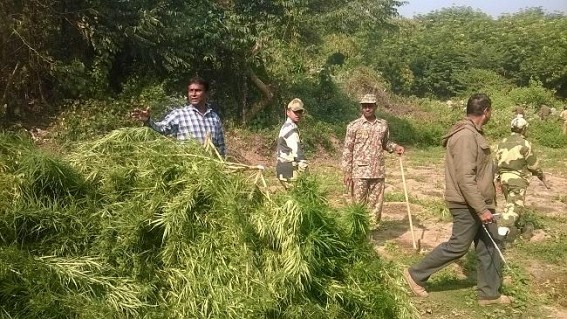 Cannabis (ganja) worth Rs 3.5 crore destroyed at Tripura