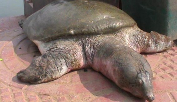 Rare species N-Nigricans turtles facing extinction; Temple Advisory Committee totally careless; only busy in holding meetings; Another turtle died on Friday