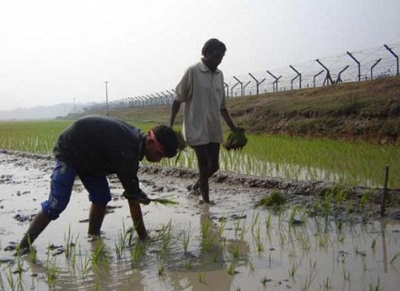  Shed house to facilitate border farmers in Tripura