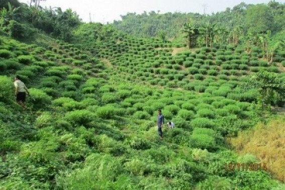 Ganja plant worth over Rs 3 crore destroyed in Tripura