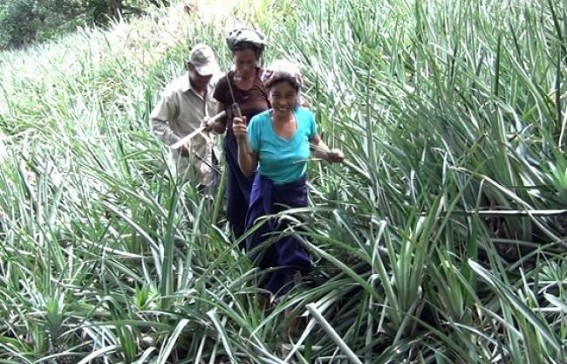   Pineapple cultivation benefits the farmers of Zamtal Bari