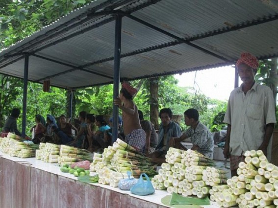 Bamboo cultivation on the verge of extinction