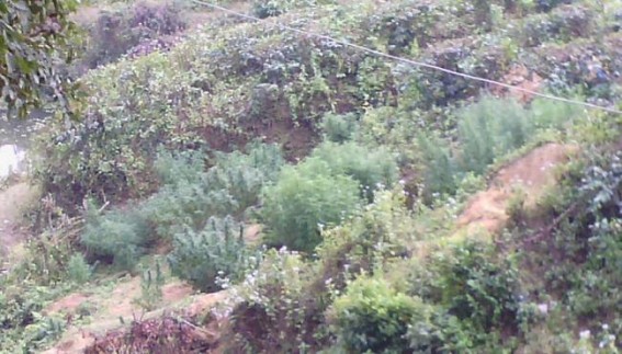 Tripura Tea Development Corporation Ltd. engaged in Hemp Plantation (Ganja/Cannabis Contraband) ? TIWN Discovers New Fields of Hemp Plantation at Devipur Tea Garden owned by TTDCL 