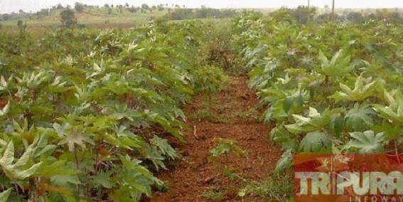Multicrore 'Jatropha' Scam : Forest department under scanner, scam of Rs 7.25 crores alleged   
