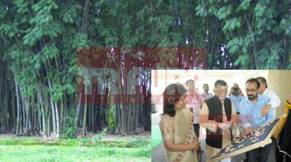 Bamboo cultivation declines in Tripura: Consumption of bamboo shoots and misuse leads to dearth in Bamboo