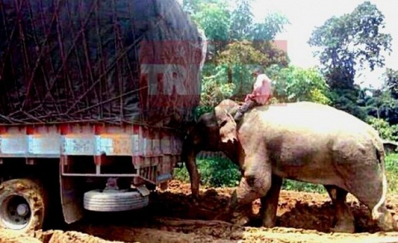 TIWN News effect : Public raised question about animal right violation in NH-8 (44), People condemning over elephant pushing vehicles 