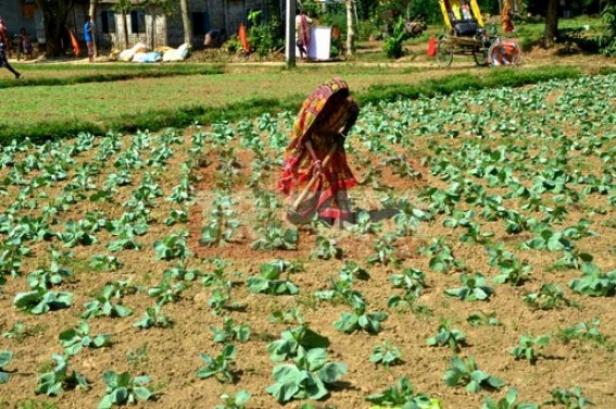 Preparation for winter vegetable markets on peak at Tripura