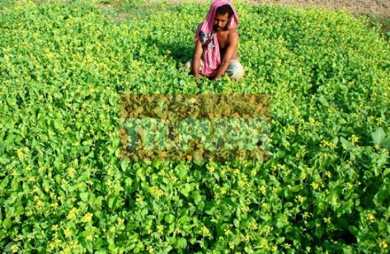 Demands for fresh winter vegetables raised   