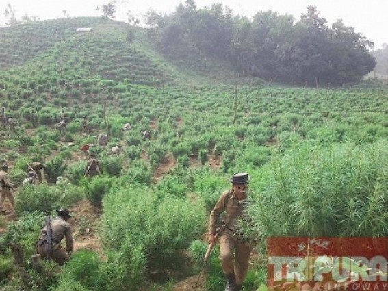 Awareness camp observed on 'No Smoking' Day: Ganja plantation in interior parts of the state yet growing unchecked 