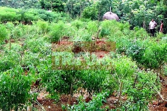 Miscreants ransacked chilly filed at Kamalpur: Hopeless farmer filed case with police