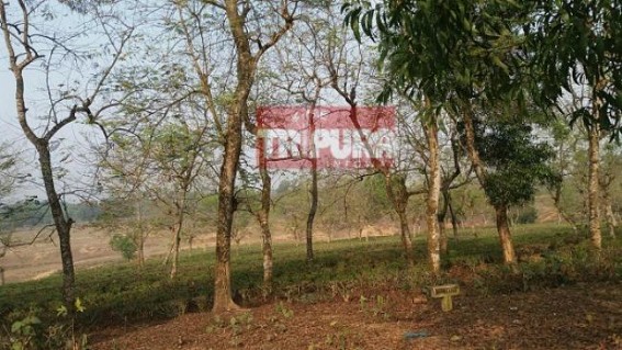 Privatization of tea industries failed to promote Tripuraâ€™s Tea business :  Maximum tea gardens run by public undergoing losses 