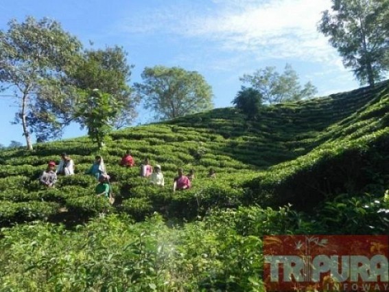 Union Govt's bold initiative to boost Tripura's Tea Industry : Tea Board implements payment module under pan-India Tea auction