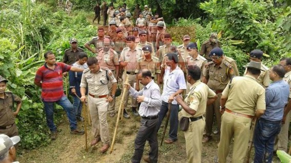 Marijuana plants destroyed under Bishalgarh subdivision 