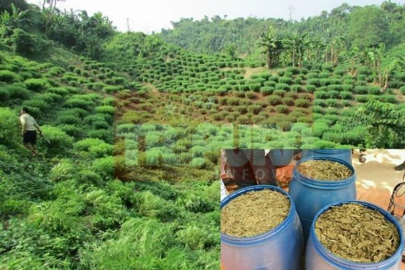 Bengal CM takes proactive steps in curbing Bangladeshi smuggling, narcotics trade : Tripura CM fails to curb Sonamura-Boxnagarâ€™s  massive cannabis, phensedyl network, no actions on Jihadi groups
