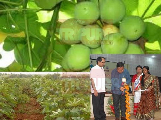 Rs 10.52 crores massive looting of Central Funds in Forest Dept under the garb of â€˜Jatrofaâ€™ cultivation : Former Forest Minister Jiten Chaudhuryâ€™s appointee PCCF Sanatan Talukdar, CCF Debashis Chakraborty, convicted by Tripura Lokayukta Court