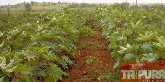 Jatropha cultivation has turned to be a major field for embezzlement of funds: PCCF Sanatan Talukdar planned the loot of Rs 10.52 crores, Forest Department in slumber : Minister Naresh Jamatia is yet silent in the case