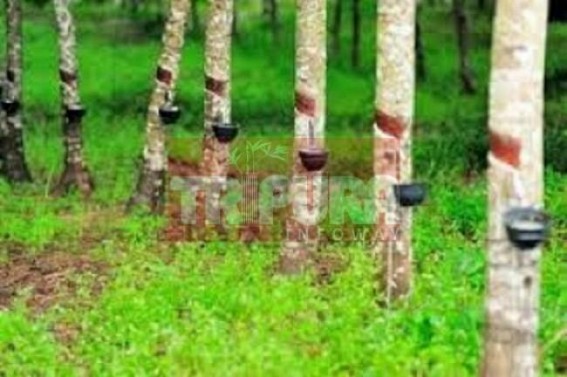 Rubber businessmen to be paid subsidy through Adahar linked Bank accounts 	