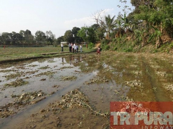 Hrishyamukh : Unseasonal rain damages watermelon Cultivation