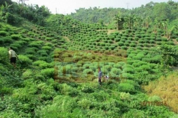 Illegal teer and ganja business is making miscreants rich across Tripura 