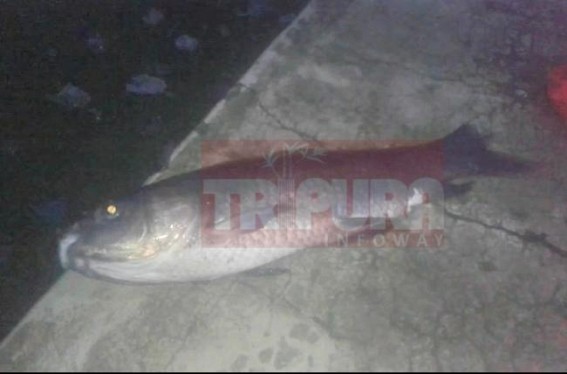Increasing fish deaths at Kalyan Sagar