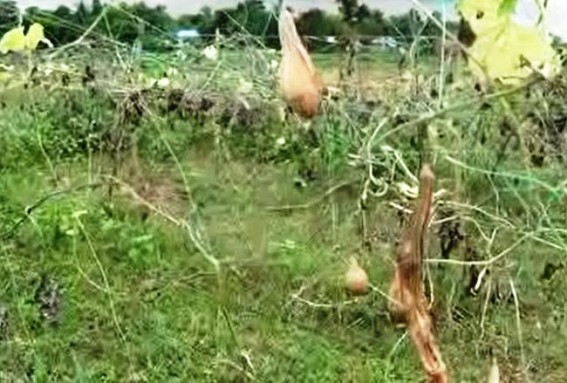 Farmers in Sonamura facing tough times after-flood 