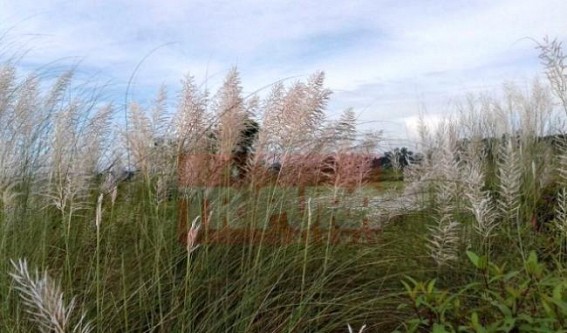 Blooming 'Kassh' flowers along river banks signal Durga Puja season  