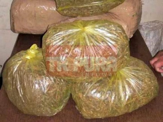 â€˜Tripura tops in ganja cultivation, CMâ€™s constituency Dhanpur is King of ganja production supplying huge party funds for Melarmathâ€™ : Opposition alleges 