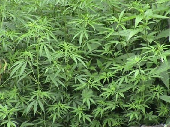 Ganja plants destroyed