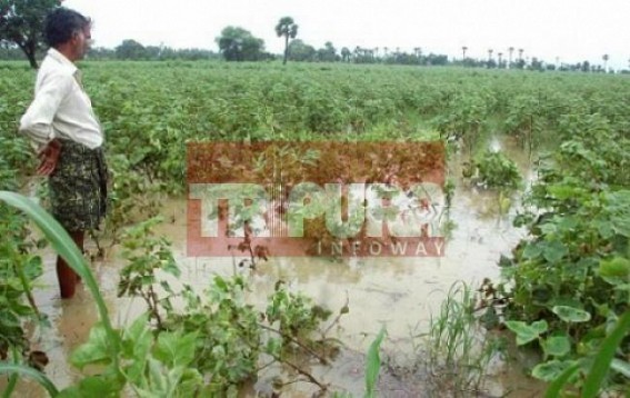 Unseasonal Rain betrays farmers, massive damages to winter vegetables : More price hike, crisis expected in vegetable markets 