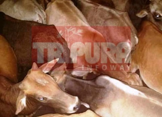 Cattle smuggling via Tripura borders at rise : Incomplete border fencing works handing over cows to butchers illegally