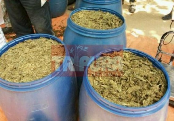 Increasing Ganja business paralyzed law and order in Tripura 