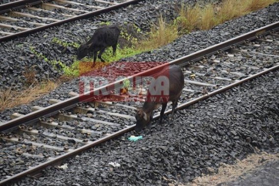 Manik Sarkarâ€™s Jungle-Raj : Modi gifted Tripura Express Trains, Manik Sarkar gifts 10323  ! 