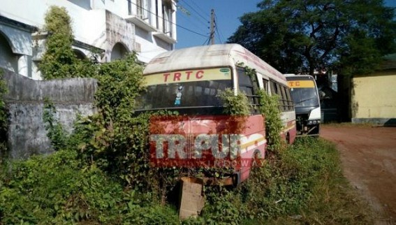TRTC bus services stopped