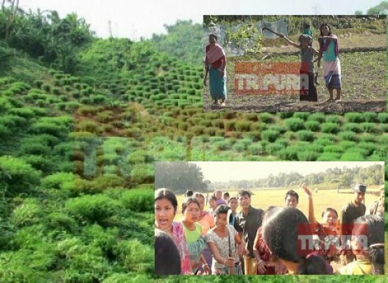 Why illegal Ganja production much rampant in Tripura ? 17,60,195 Ganja plants destroyed for 'show' in 2016-17 but Tripura Police arrested only 1 person 