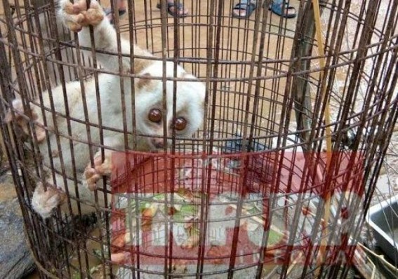 Rare white â€˜Spectacle Monkeyâ€™ type animal captured at South Tripura