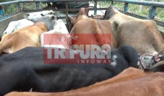 VHP launches 'Save Gau Mata' movement in Tripura 